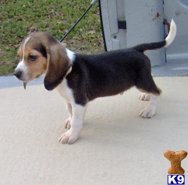 Beagle Puppies for Sale